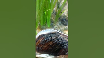 Hoạt động sống của Trai sông trong bể cá cảnh 41- Sinh sản của Trai sông