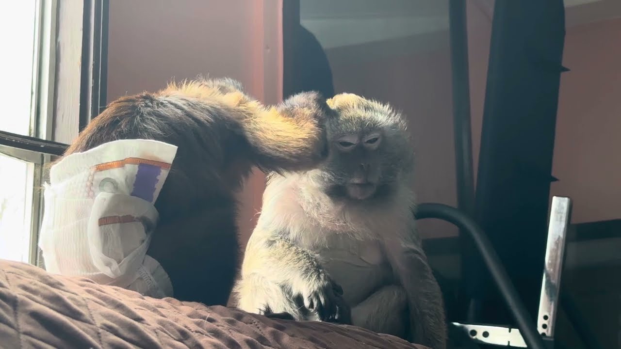 Java Macaque Abby Louise Has Capuchin Monkey Opie Rae In ASMR Training