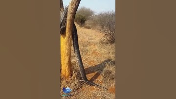 Snake climbing tree #shorts #wildlife