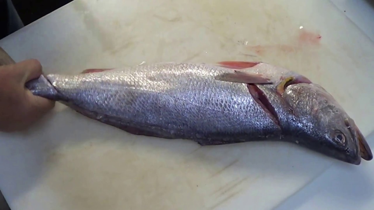 Specialty Produce CORVINA SEABASS YouTube