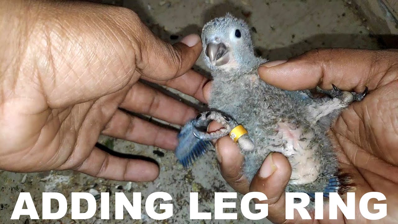 Green cheek conure growth stage day 21 adding leg ring to the babies YouTube