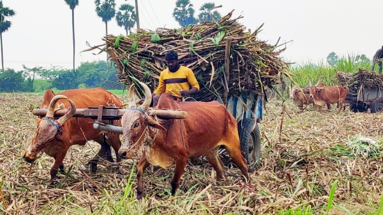 New Bullock Cart Heavy Load Mud Stuck in Riding