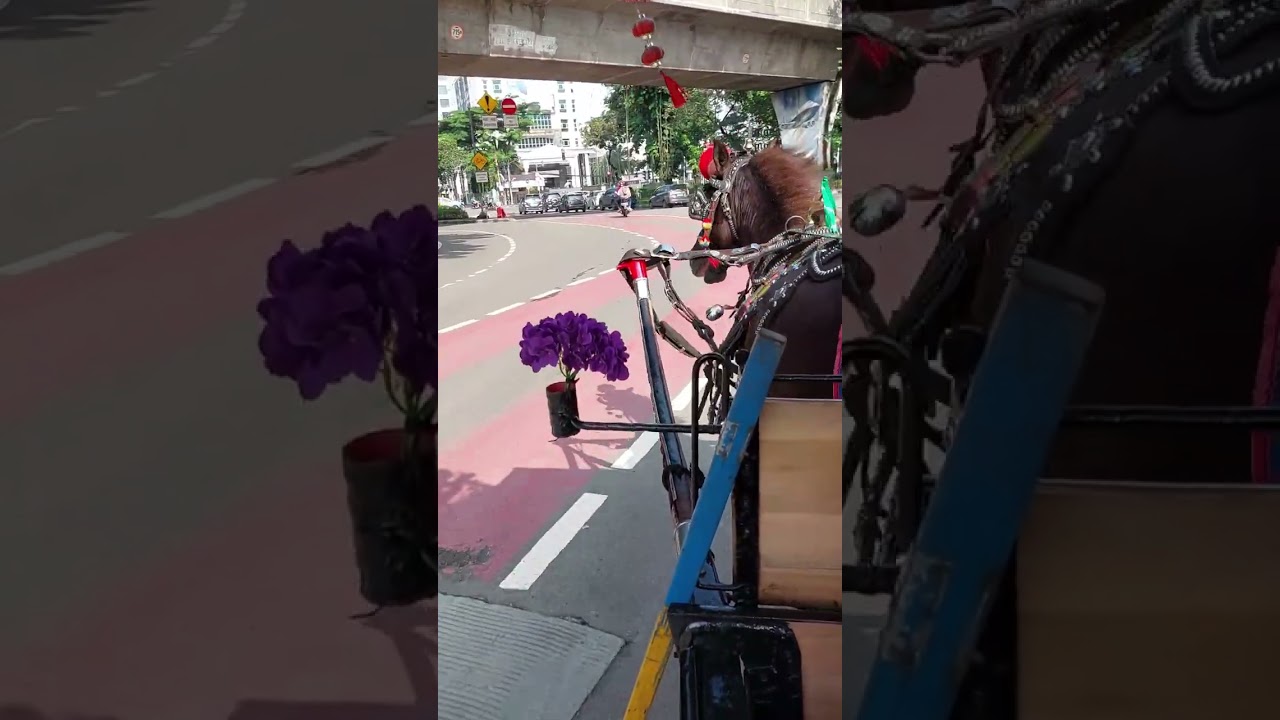 delman di monas ; colorful horse carriage at monas jakarta indonesia