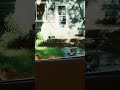 cats on my porch #funny #cat #random #memes #meme#viral