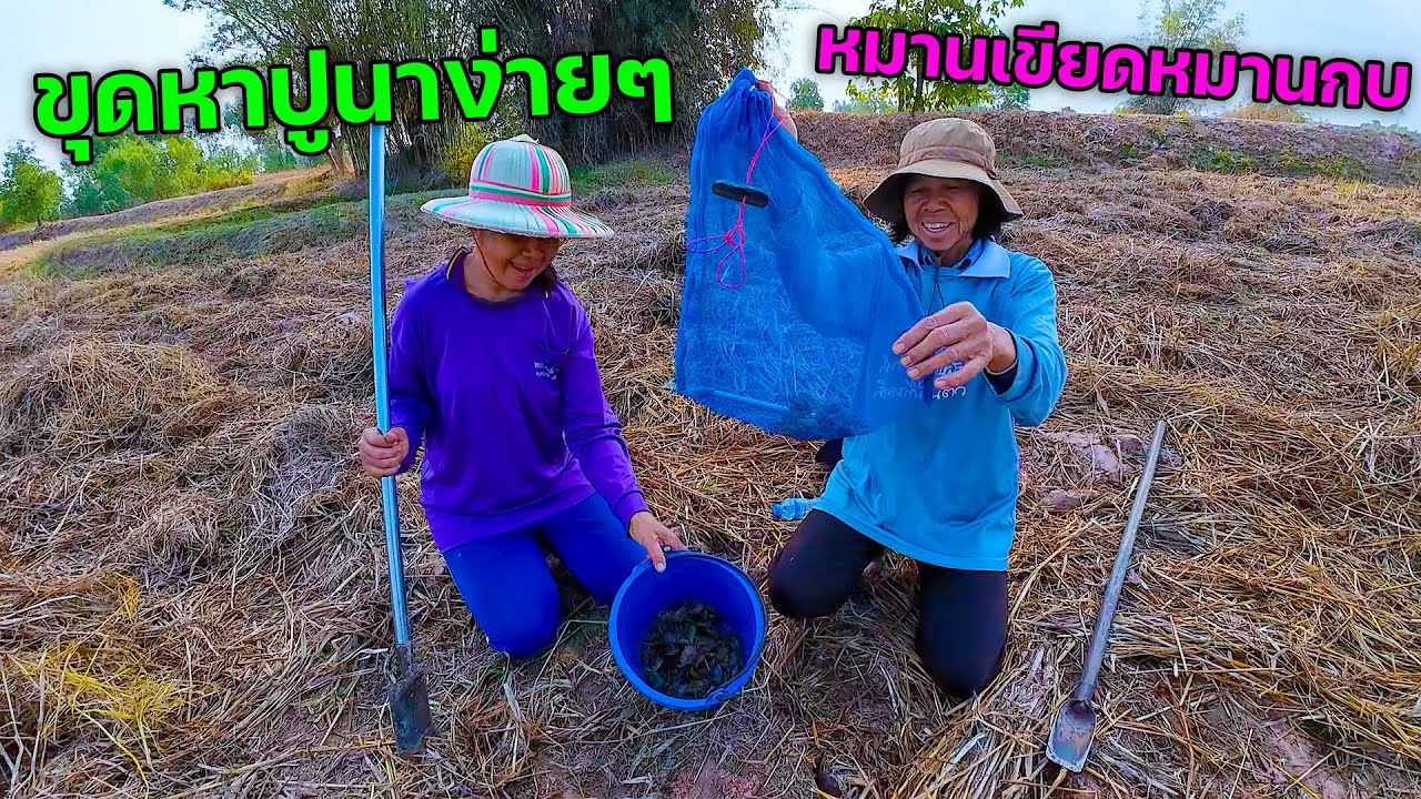 3 สาวลงท่งนา ขุดหาปูแต่หมานเขียด ม่วนคักพี่น้อง