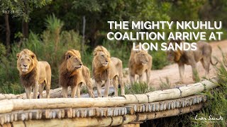 The Mighty Nkuhlu Lions | Lion Sands | Kruger National Park | South Africa | #wildlife #safari #lion