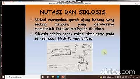 Bagaimana suatu tanaman dikatakan melakukan gerak tropisme positif dan negatif