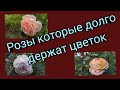 Розы которые долго держат цветок. Тридцать четыре сорта.