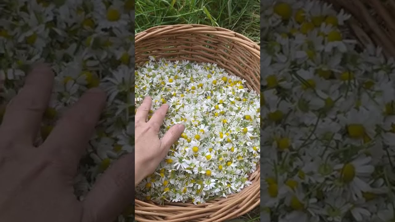 Ромашка аптечная, лекарственная - как отличать ее от других видов.