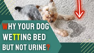 Why Your Dog Wetting Bed But Not Urine? | Understanding Canine Behavior by Charming Pet Guru Official 39 views 2 weeks ago 12 minutes, 51 seconds