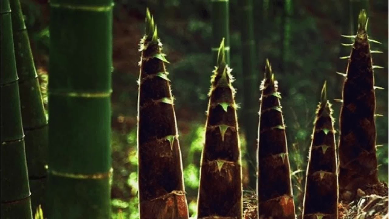 竹子的一生|现代农业种植收获与加工竹子 - YouTube