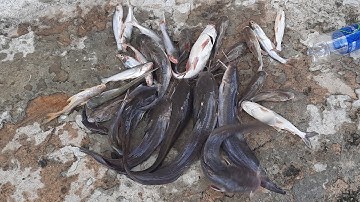 # Tập 1 / thử thách câu cá 1 đêm 1 ngày trên trụ cầu cao tốc/ cái kết buồn vui lẫn lộn/TV cá heo