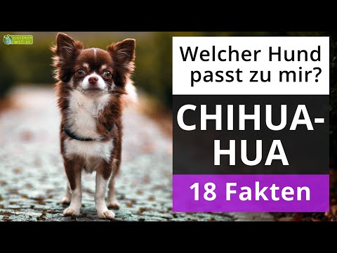 Ist ein Chihuahua der richtige Hund für mich? 18 Fakten über Chihuahua!