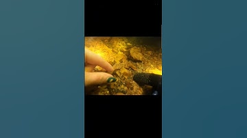 Fossilized tiger shark tooth discovery in a Florida creek #tigershark #fyp #sharktooth #fossils