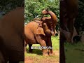 ゾウを助ける動物たち