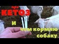 Про кетоз. Чем кормлю собаку