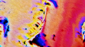 Dense & Pika - Wisdom of Crowds (Official Audio)