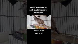 Download Lagu gacor dor kowor MP3