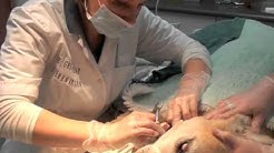 De Graafschap Dierenartsen Vorden Youtube