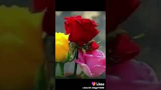 صبحًّ 🌹صبح🌹 بلا🌷زرازير👑 ملك👑 الصوة🌹الشجي💔 الحزين 💔👑حسين👑 الزرجاوي👑