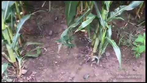 Winter Rye Seeds Dropped from Aerial Seeding Drone