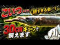 定番魚に飽きたらコレ！30cmキューブ水槽の常識を覆す不思議な小型怪魚8選【淡水魚 アクアリウム】