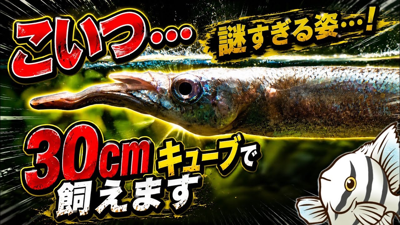 くまのアクアリュウムページ Bored with the usual fish? 8 bizarre small 