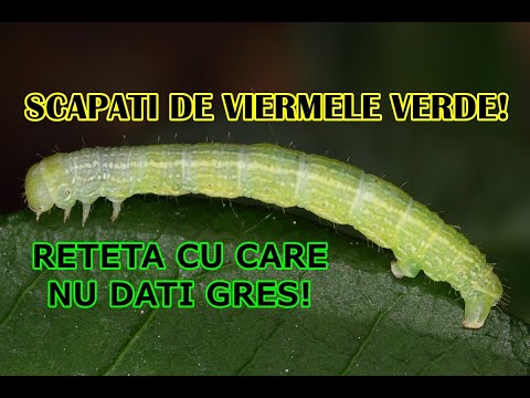 Video: Gangă de copac sau insectă verde de copac: cum arată, ce mănâncă