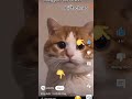 Mèo cute quá
