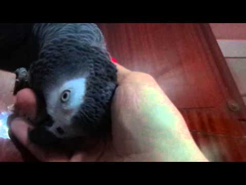 ვიდეო: თუთიყუში ინტელექტუალური ფრინველია თუ ის უბრალოდ იმახსოვრებს დამახსოვრებულ ფრაზებს?