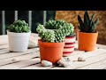 Soothing Music for Succulents, Sweet Relaxation Music - Cactus, Jade, Aloe Vera, String of Buttons