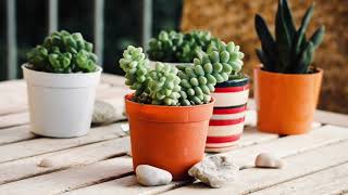 Soothing Music for Succulents, Sweet Relaxation Music - Cactus, Jade, Aloe Vera, String of Buttons screenshot 2