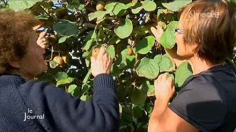 Où cueillir des kiwis en Vendée ?