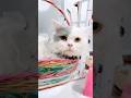 Rarity Kucing Gemes Lagi Santai #catshorts #cat #cute #love #cutecat #fyp #virall #imut #pets #music