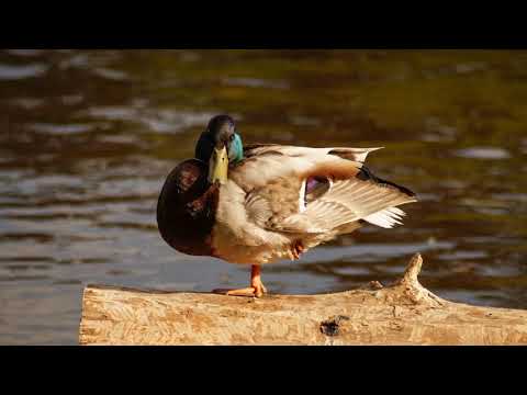 Video: Kvėpavimo Parazitas - Paukščiai