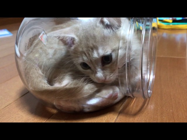 透明のケースがお気に入りになった子猫　　Kittens love transparent bottles