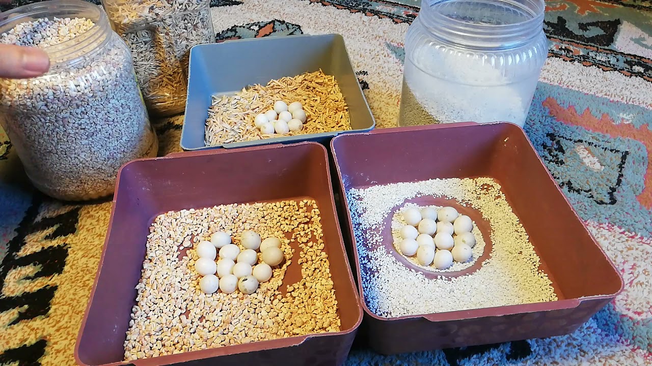 muhabbet kuşu yuvalık içi nasıl olmalı