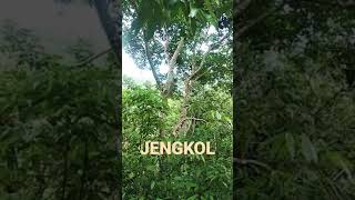 Ada Suara Aneh di balik pohon Jengkol - jengkol tree