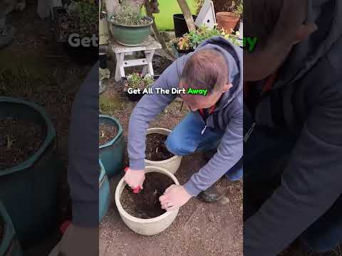 Video: Kaip atrodo sveiki svogūnėliai – patikrinkite svogūnėlius prieš sodindami