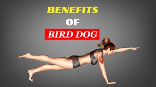 What happen to your body if you start Bird Dog for 5 minutes Every day || Benefits of Bird dog ||