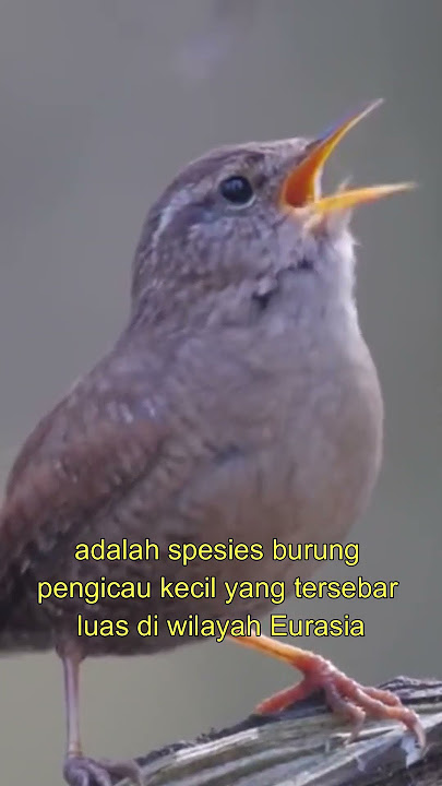Burung Eurasian Wren