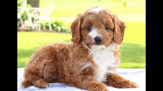 Cavapoo Puppies for Sale