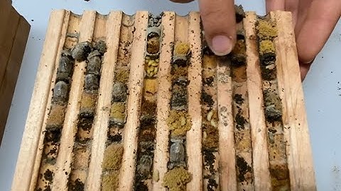 Predators inside a mason bee nesting block - The importance of cleaning your bees every season