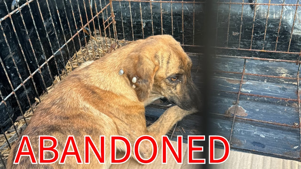 Dogs Abandoned and Were Way Worse Than We Ever Expected...Saving 3 dogs ...
