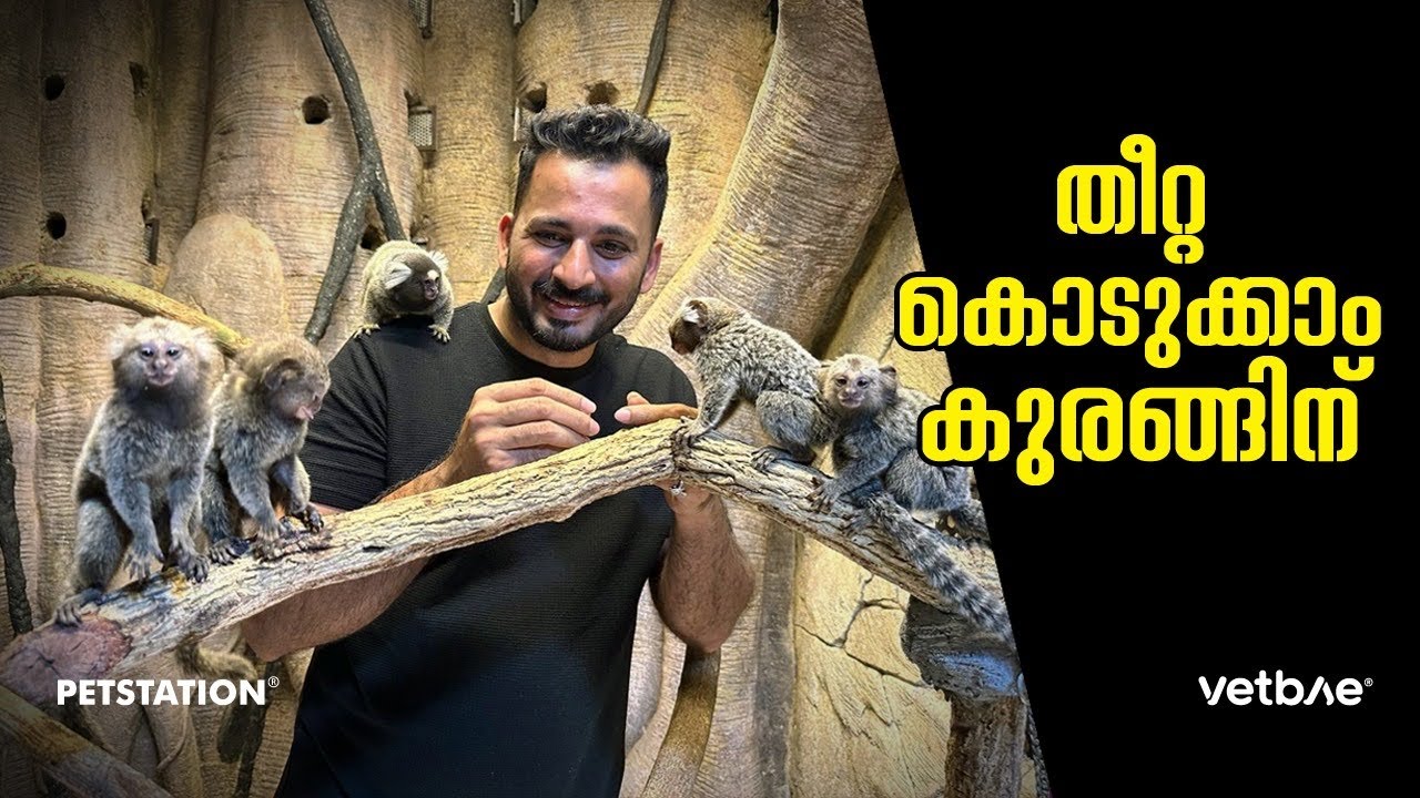 Selfie with monkeys 🙈 നിങ്ങൾക്ക്‌ കുരങ്ങിനെ തീറ്റിക്കാനുള്ള അവസരം സെറ്റാക്കീട്ടുണ്ട്‌ കേട്ടോ.