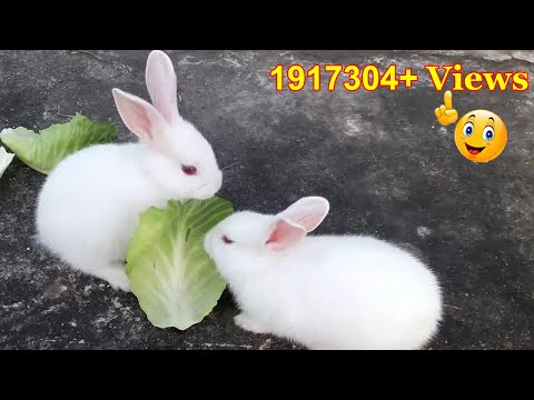 Cute Baby Rabbits Playing,Feeding Activities | Bunny Rabbit (Baby Rabbits)