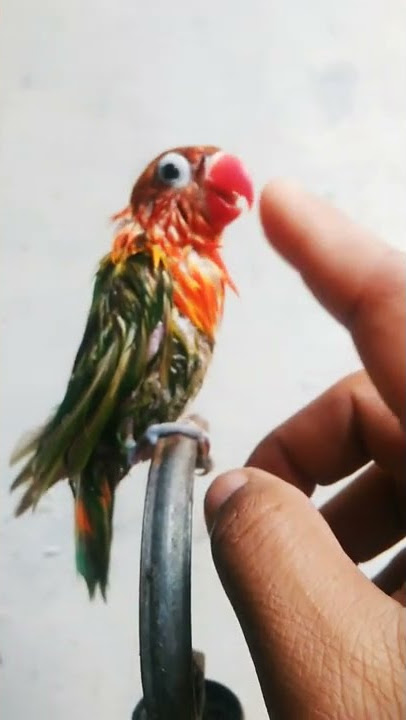 Mandi Pagi #shorts #short #video #videoshort #shortsbetayoutube #youtubeshorts #lovebird