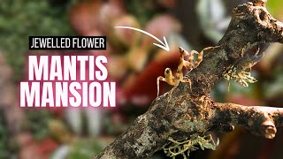 Bioactive Mantis Mansion | Meet My NEW Jewelled Flower Mantis