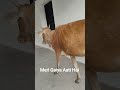 Meri Gaiya Aati Hai 🐄#shorts @MistiHappyLifestyle @YouTubesxGoDShorts-z7r