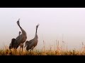 Common Cranes. Birds in autumn | Wildlife World